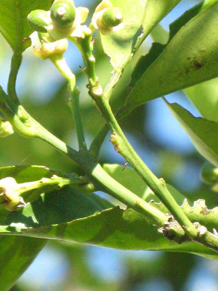            First year twig (Winter Haven, FL)   